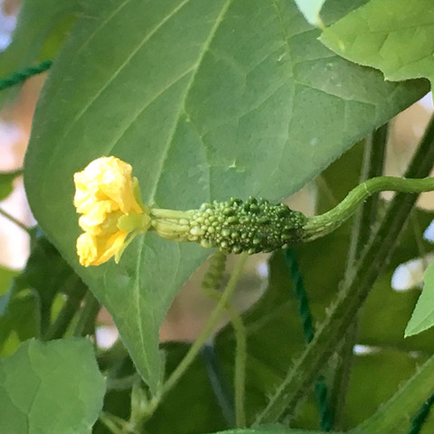 green2018_29