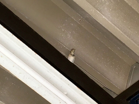 bird_09