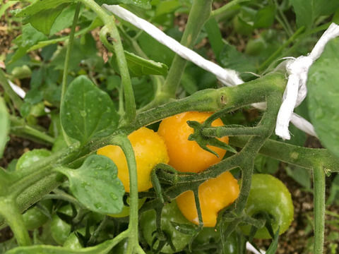 engei2020_18