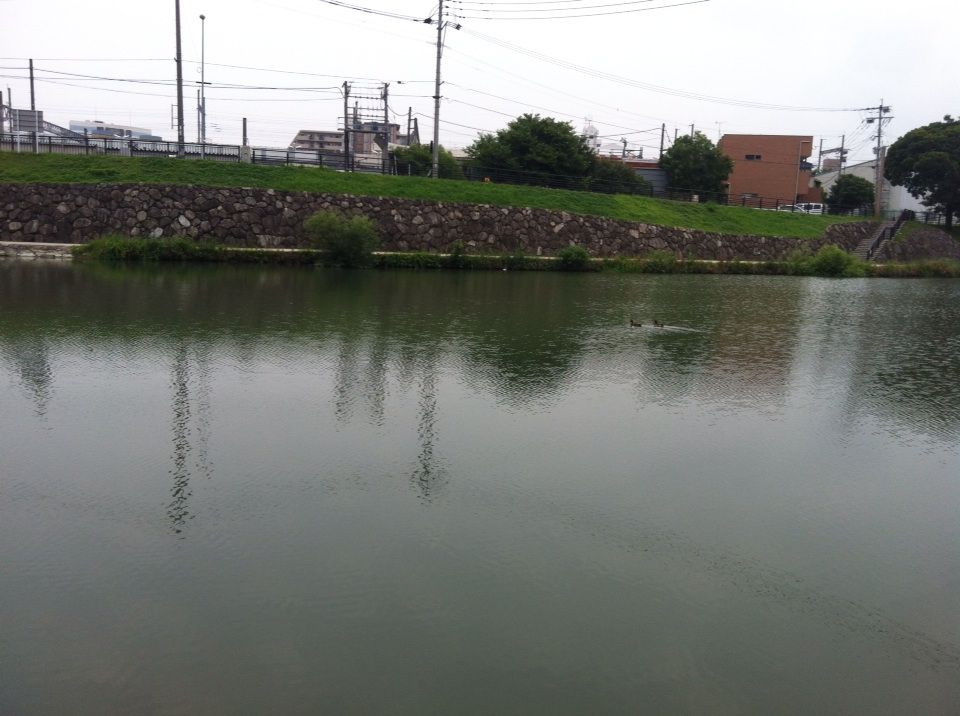 那珂川 南区野池 釣行 サボリーマンの福岡バス釣りblog