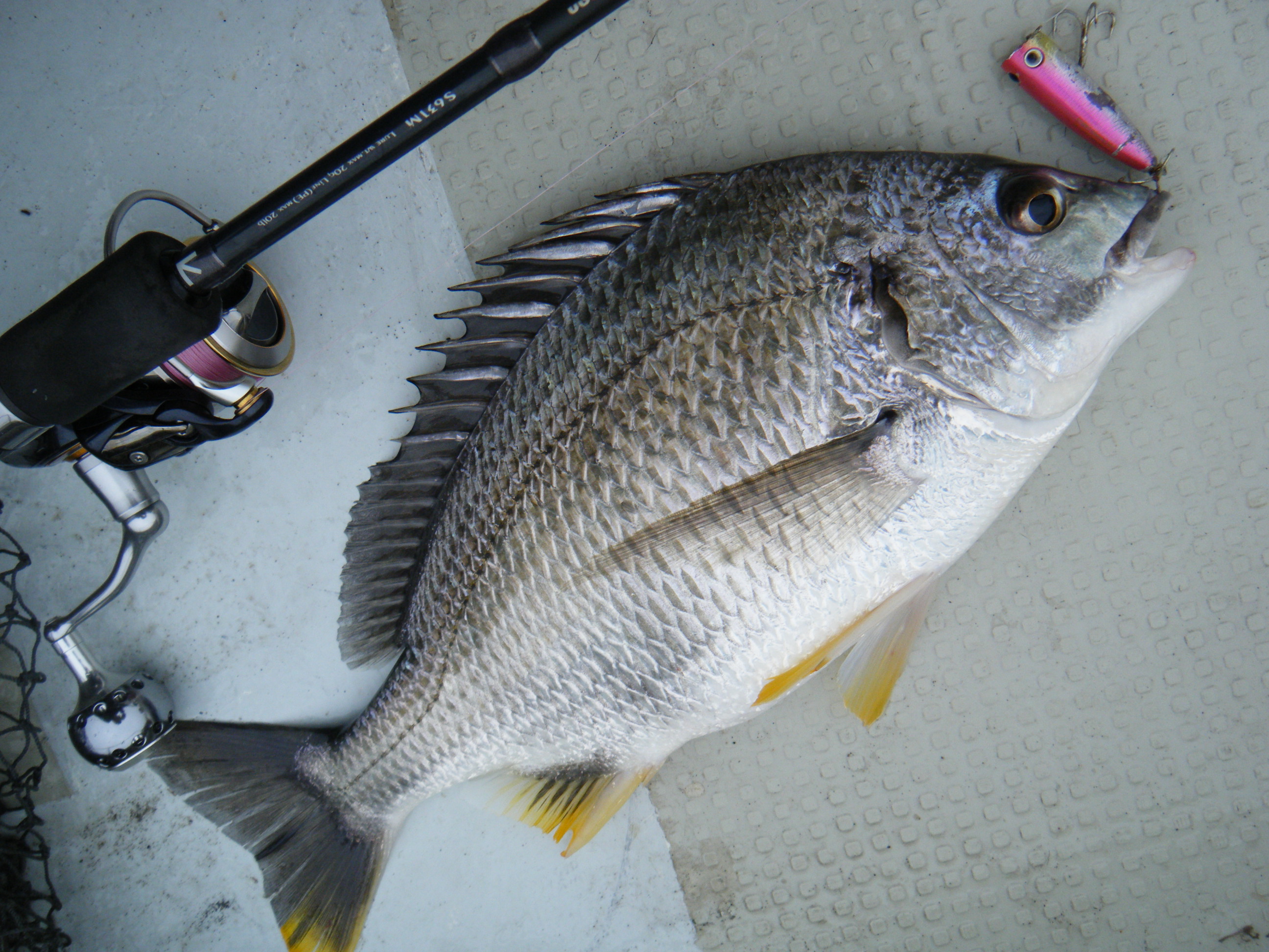 浜名湖チヌポッパー好調 Tailwalk開発日記