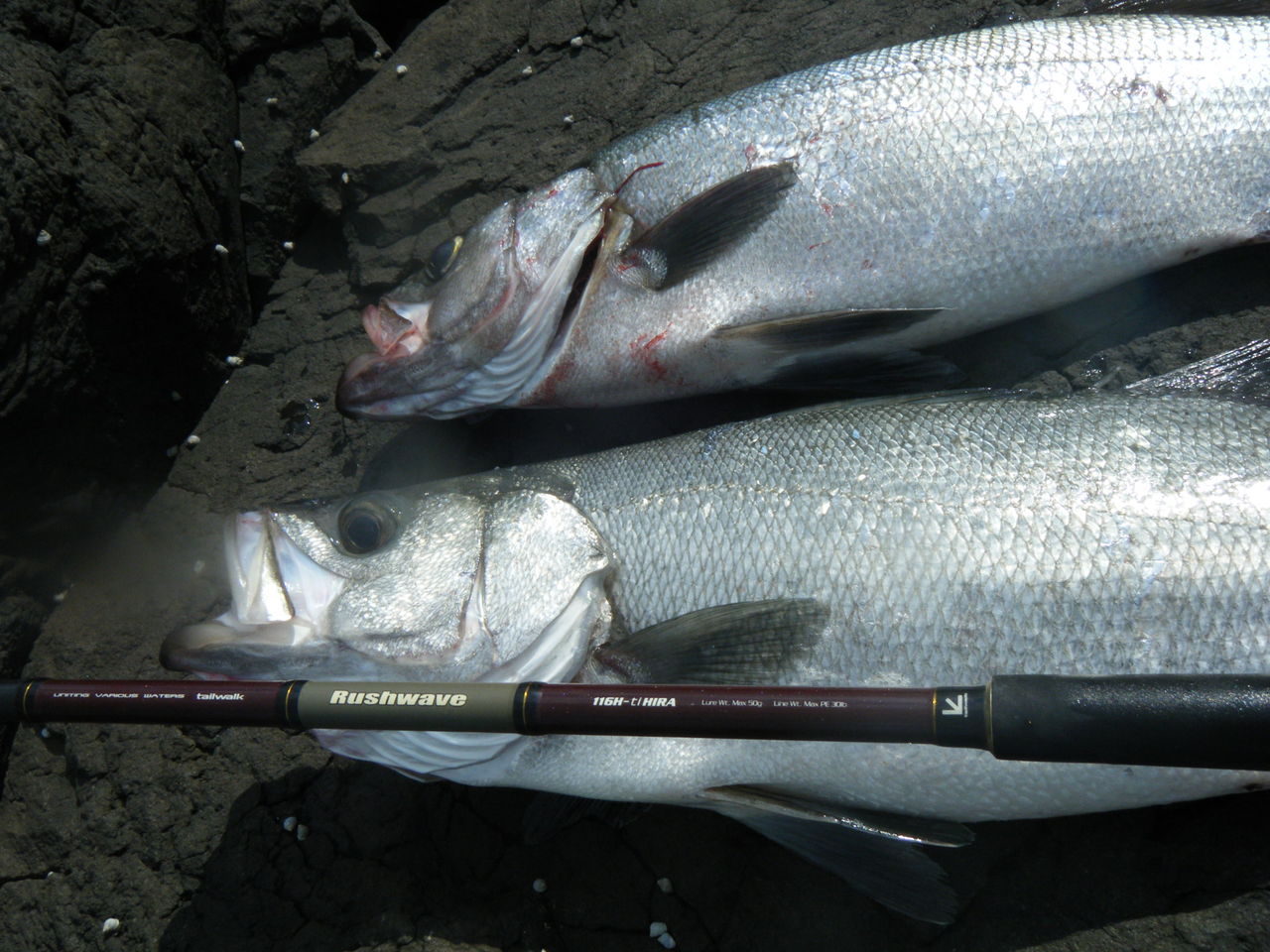 tailwalk Rushwave 116H-tiHIRA