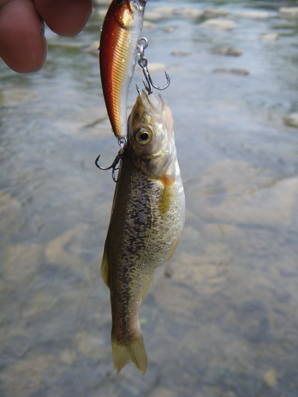渓流釣り Tailwalk開発日記