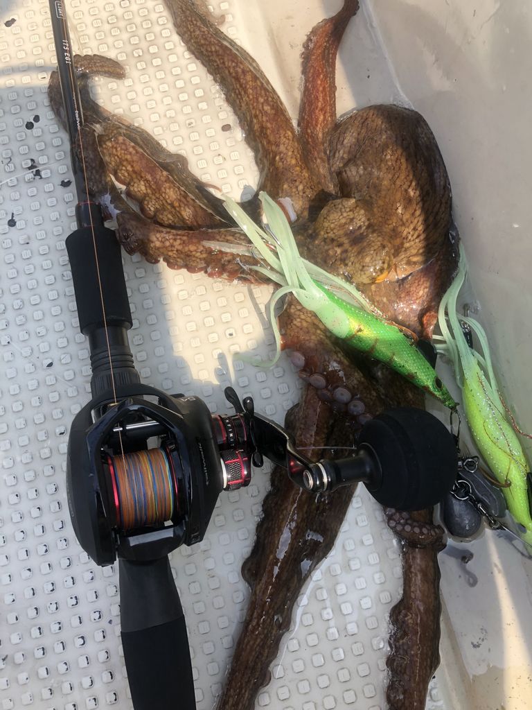 高評価 54r Light テイルウォーク Octopus リール Cft Hammamet Com