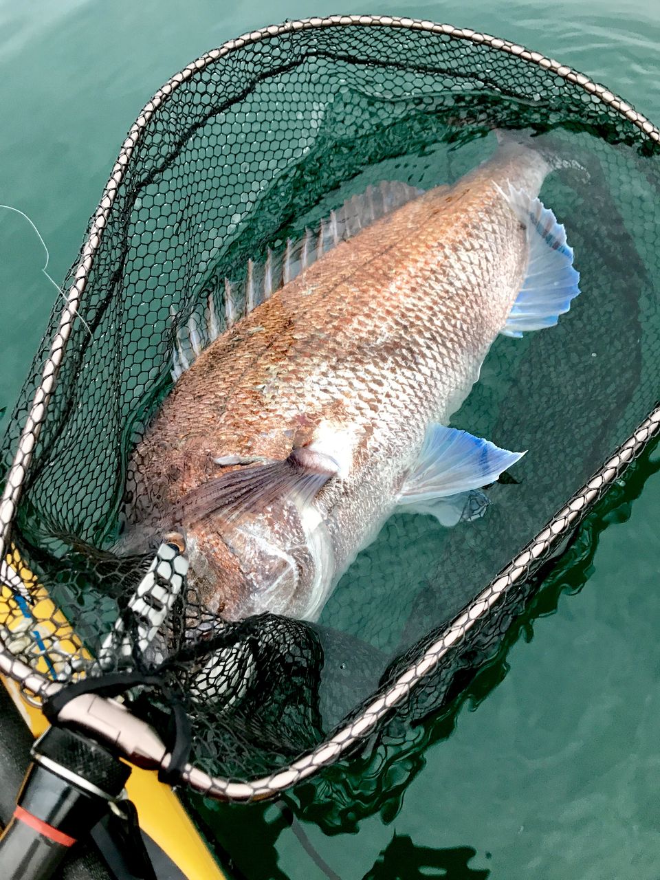 22超人気 テイルウォーク tw キャッチバー 改 ウェーディングネット ルアー Oceanrepublicbrewing Com 22超人気 テイルウォーク tw キャッチバー 改 ウェーディングネット ルアー Oceanrepublicbrewing Com