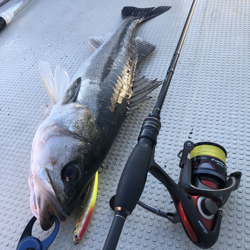フルレンジでハイシーズン終盤戦の東京湾ボートシーバス テイルウォーク開発日記