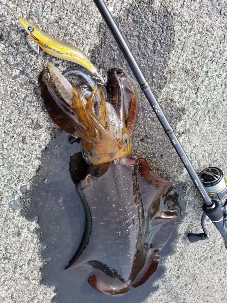 Egist Tzで甑島イカ釣り大会に挑む テイルウォーク開発日記