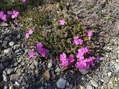 IMG_1260