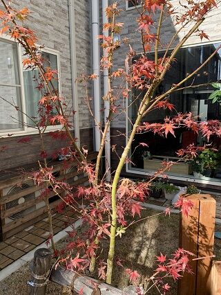 紅葉