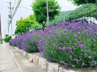 ラベンダー