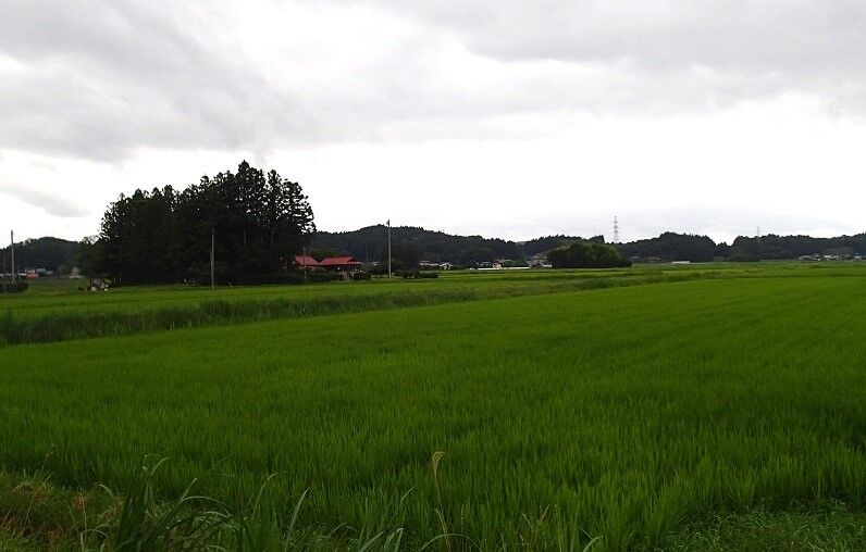 P7110008 - コピー