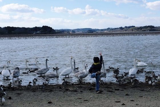 孫と白鳥を観に伊豆沼 内沼へ 東北のサイクリングと山登り 孫と白鳥を観に伊豆沼 内沼へ 東北のサイクリングと山登り