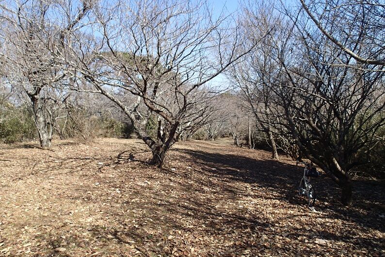 P3200057 - コピー