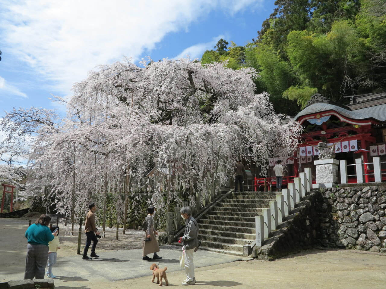 月 小川諏訪神社 しだれ桜 いわき市小川町 アルプス通信 魅惑の山々 月 小川諏訪神社 しだれ桜 いわき市小川町 アルプス通信 魅惑の山々