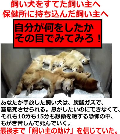 ニュース報道に疑問―《殺処分するな！》が本当に伝えたかったこととは？
