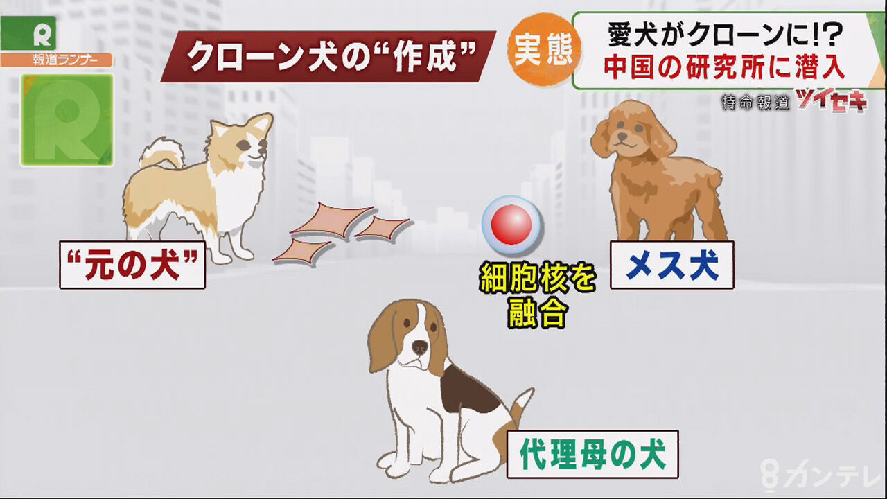韓国のユーチューバーが愛犬のクローン化に踏み切り、議論が巻き起こる！ユーザーからの反応は？
