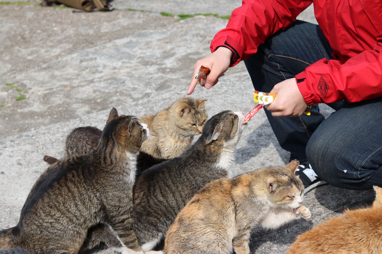 ドミノ倒しの恐怖が現実へ！日本列島地震ドミノの緊迫度が増す中、能登半島地震後にイワシ大群打ち上げとクジラ漂着が同時発生！
