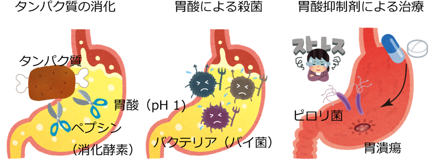 飲酒が胃病予防に効果的？最新研究結果を解説