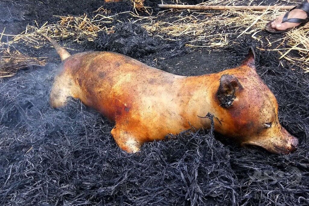韓国国会、歴史的な犬肉食禁止法案を可決！動物愛護意識の高まりを反映した成果となる