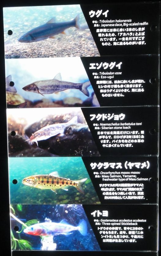 車と競馬と北海道の観光温泉:千歳水族館のお魚2