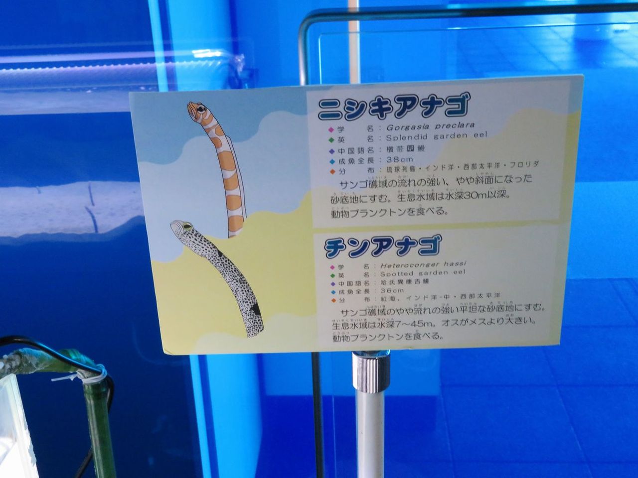 車と競馬と北海道の観光温泉 千歳水族館のお魚水槽ぬ17 カエルの水槽 グラスツリー 車と競馬と北海道の観光温泉 千歳水族館のお魚水槽ぬ17 カエルの水槽 グラスツリー