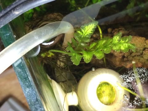 流石に草 水草 流石に草 水草