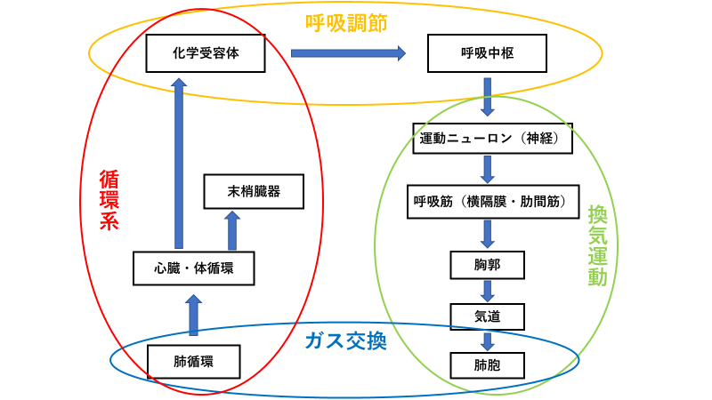 呼吸の基礎について さっちゃんブログ