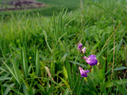 スイートピー 麝香連理草 シチリア島原産の夫婦愛の花 かしの木のたわごと