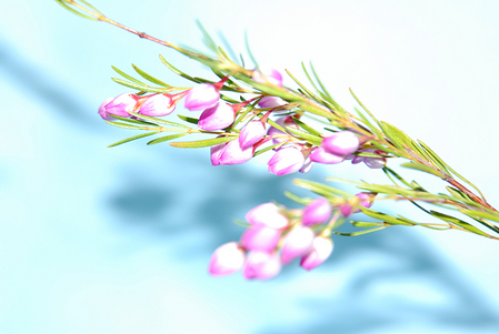 かしの木のたわごと いけばな Livedoor Blog ブログ かしの木のたわごと いけばな Livedoor Blog ブログ