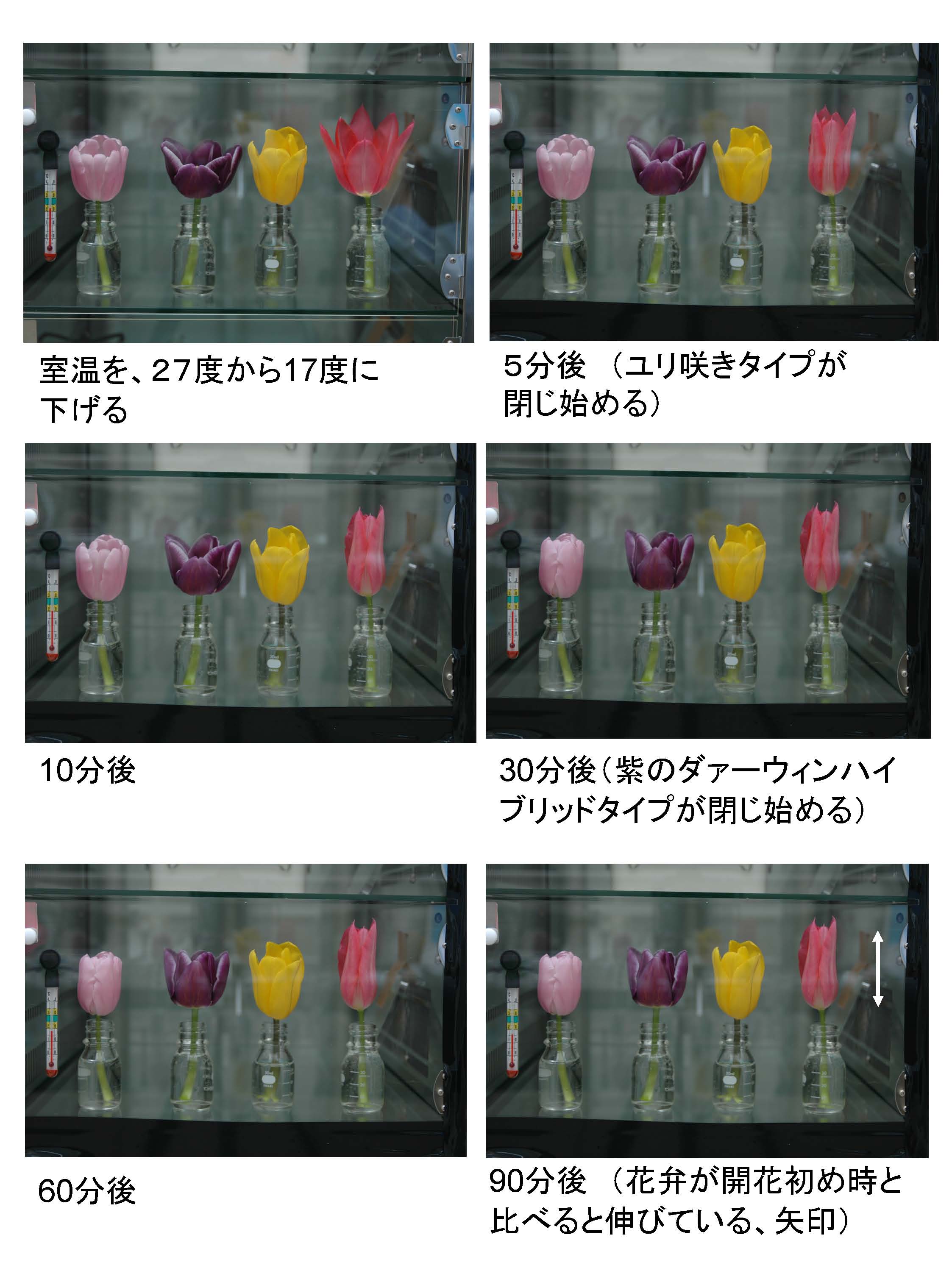 チューリップは温度に反応し 花びらが伸びながら開花する かしの木のたわごと チューリップは温度に反応し 花びらが伸びながら開花する かしの木のたわごと