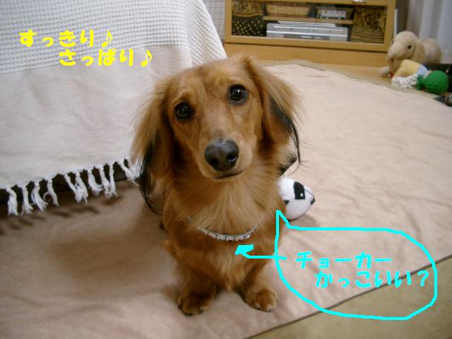 愛しのダックス あまきら日記