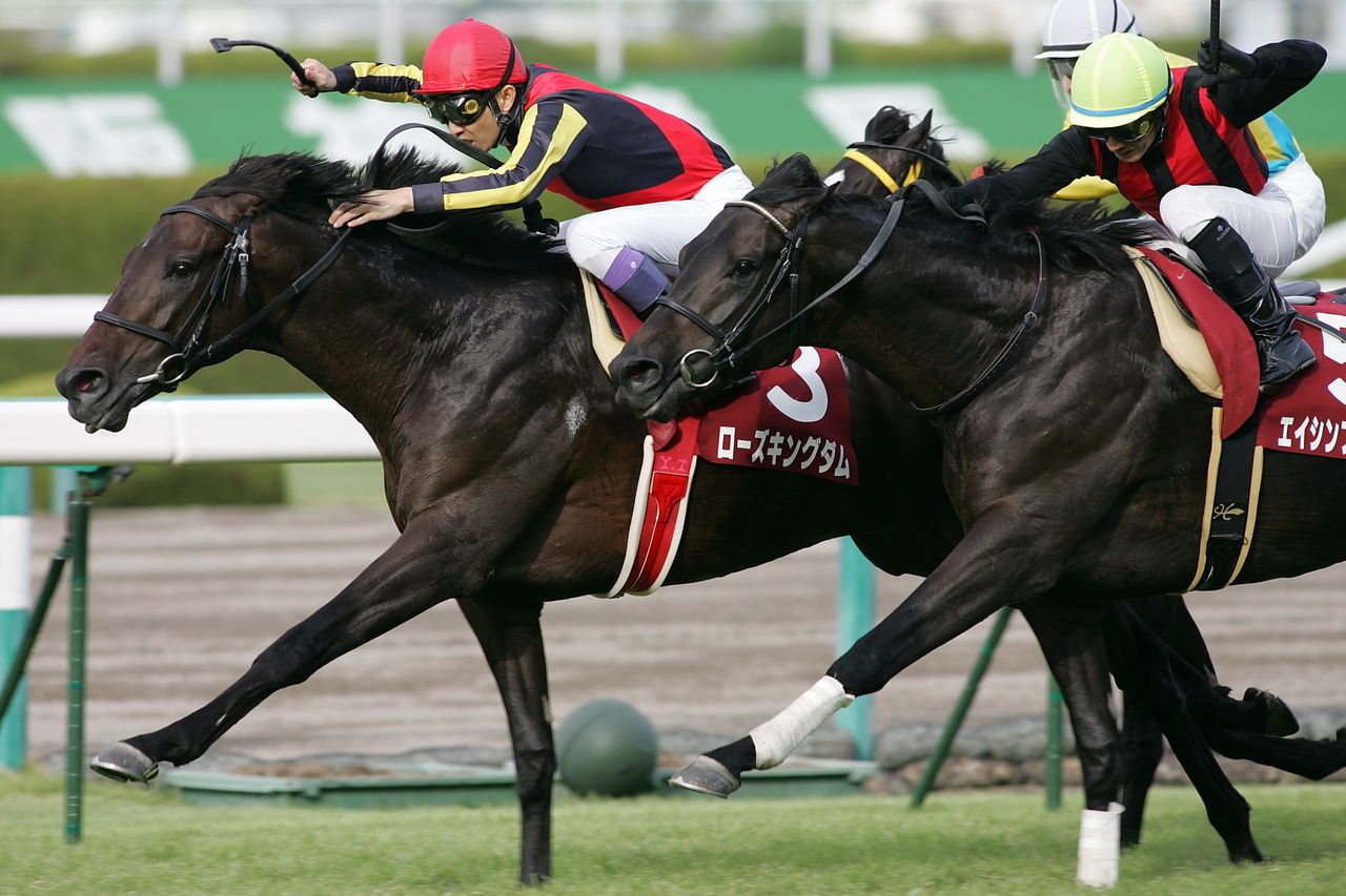 神戸新聞杯 ダービー1 2着馬の叩き合い ローズキングダム号レース写真 ちょろろっとそれゆけ あるーりんぐぼいす 神戸新聞杯 ダービー1 2着馬の叩き合い ローズキングダム号レース写真 ちょろろっとそれゆけ あるーりんぐぼいす