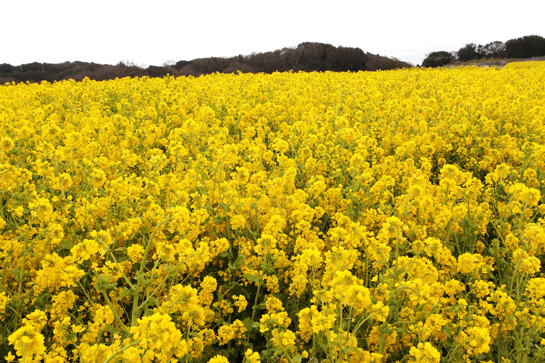 淡路花桟敷の菜の花画像っ ちょろろっとそれゆけ あるーりんぐぼいす 淡路花桟敷の菜の花画像っ ちょろろっとそれゆけ あるーりんぐぼいす