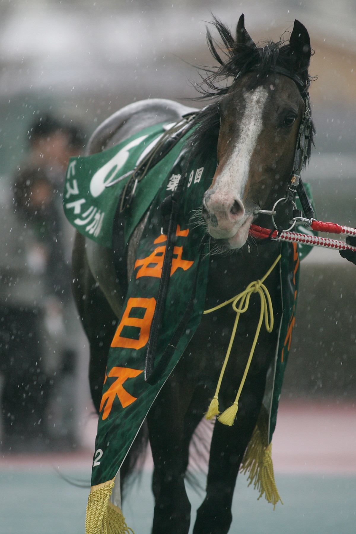 高松宮記念、カレンチャンのレース画像と毎日杯の口取り。 : ちょろろ