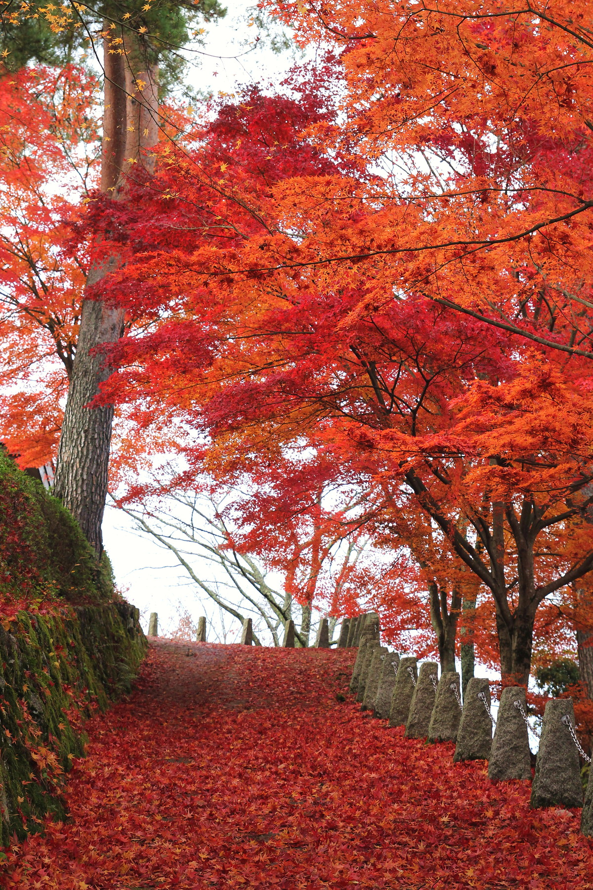 吉野山 高城山展望台の紅葉 ちょろろっとそれゆけ あるーりんぐぼいす