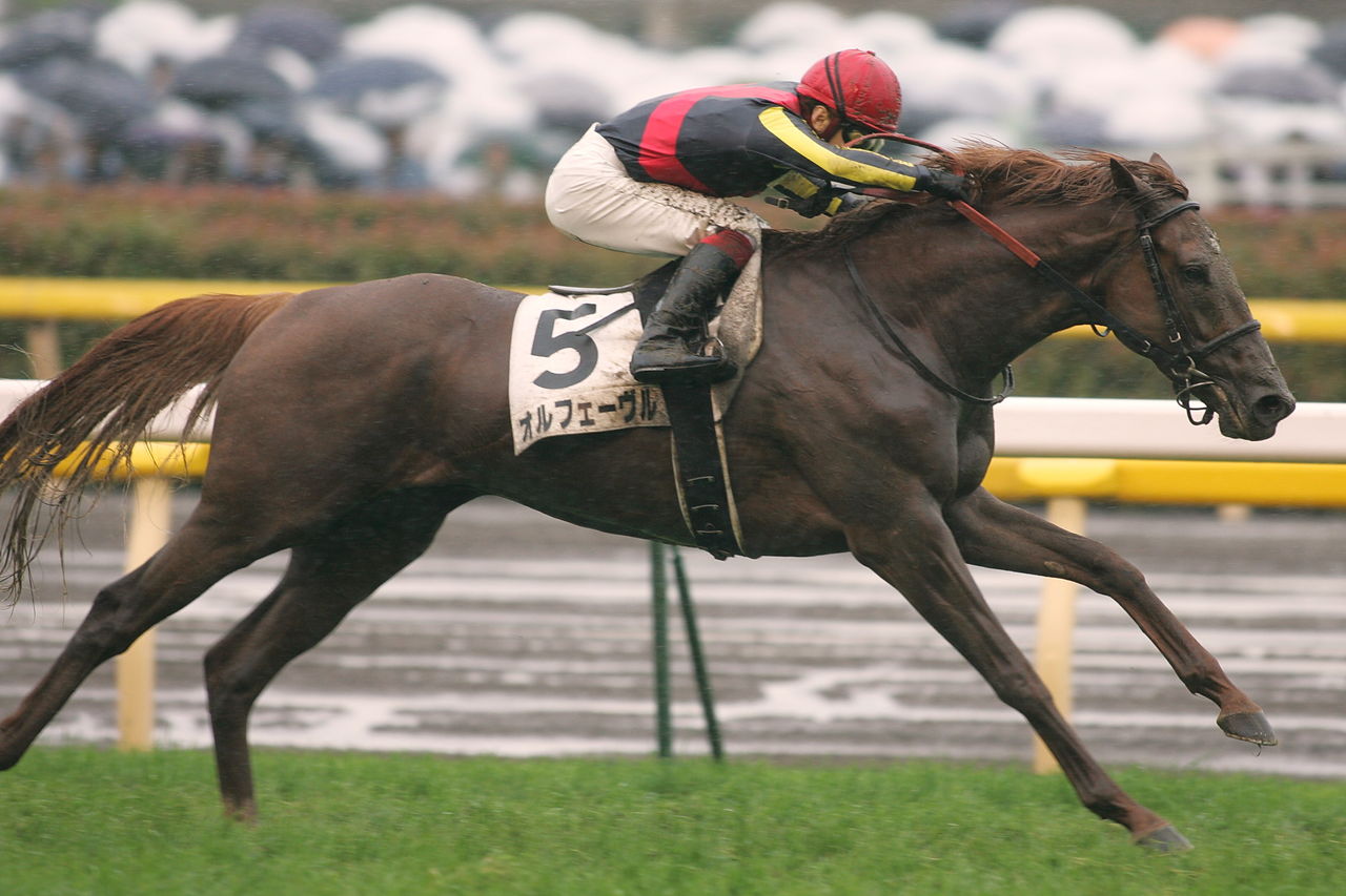 【競馬】オルフェーヴル（2011年日本ダービー）額入りミニゼッケン／優勝レイ 競馬]オルフェーヴル(2011年日本ダービー)額入りミニゼッケン