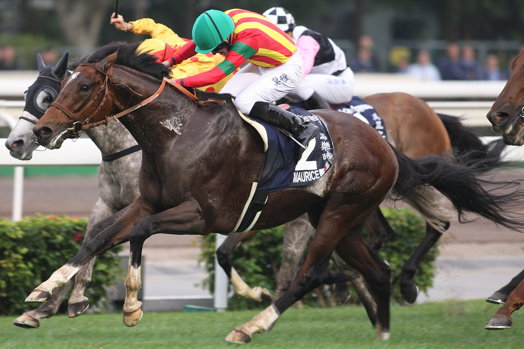 香港マイルのモーリスと香港カップのエイシンヒカリのレース＆口取り