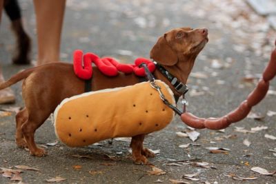 dog-meat-690x460