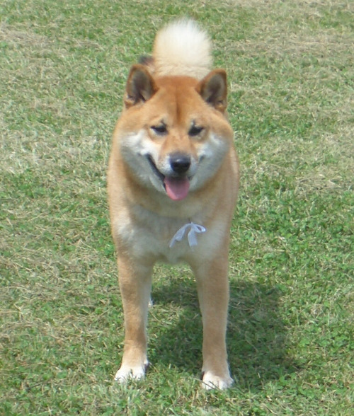 shiba