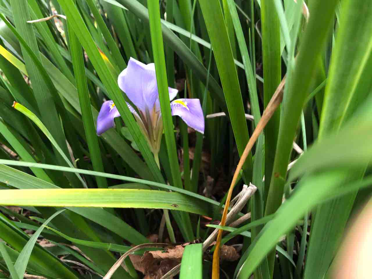 寒咲アヤメの花 茶道教室 お茶のある暮らし 茶道 写真 道具