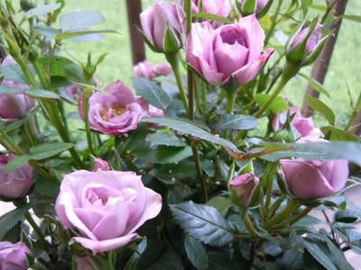 DSCN0153