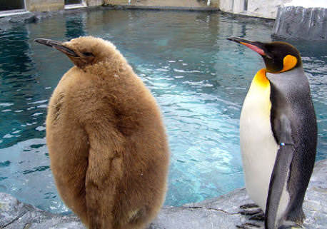 ペンギンのヒナ 二足歩行の生き物やんけ 仲間や ｼｭﾊﾞﾊﾞﾊﾞﾊﾞﾊﾞ 日刊ちくわ