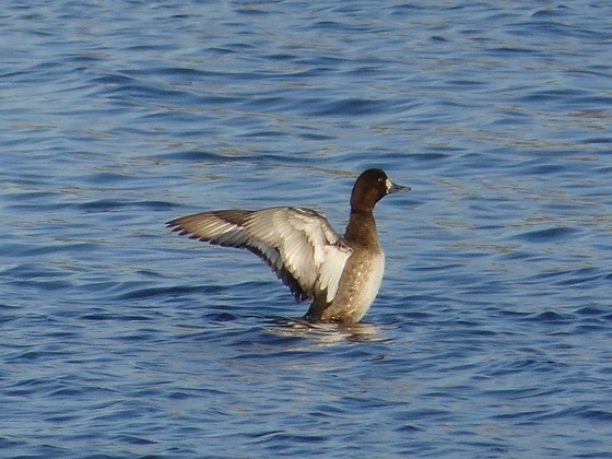 P1140490T