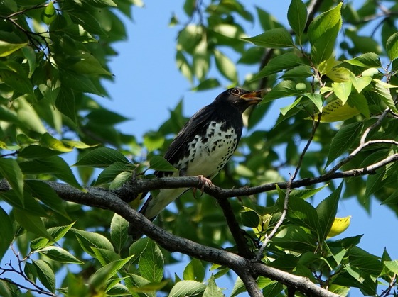 DSC03785T