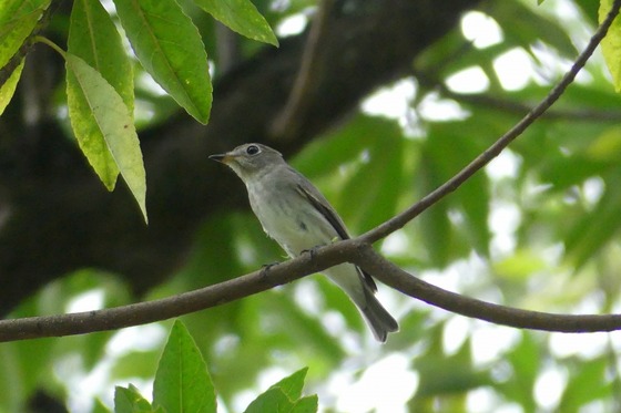 P1050811T