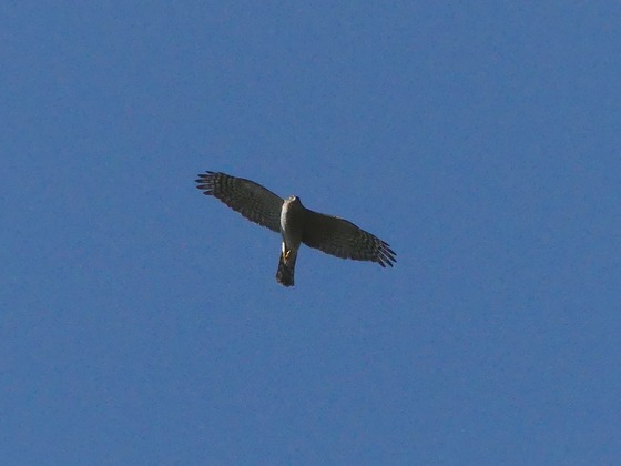 P1120588T