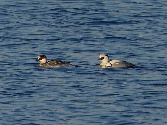 P1140445T