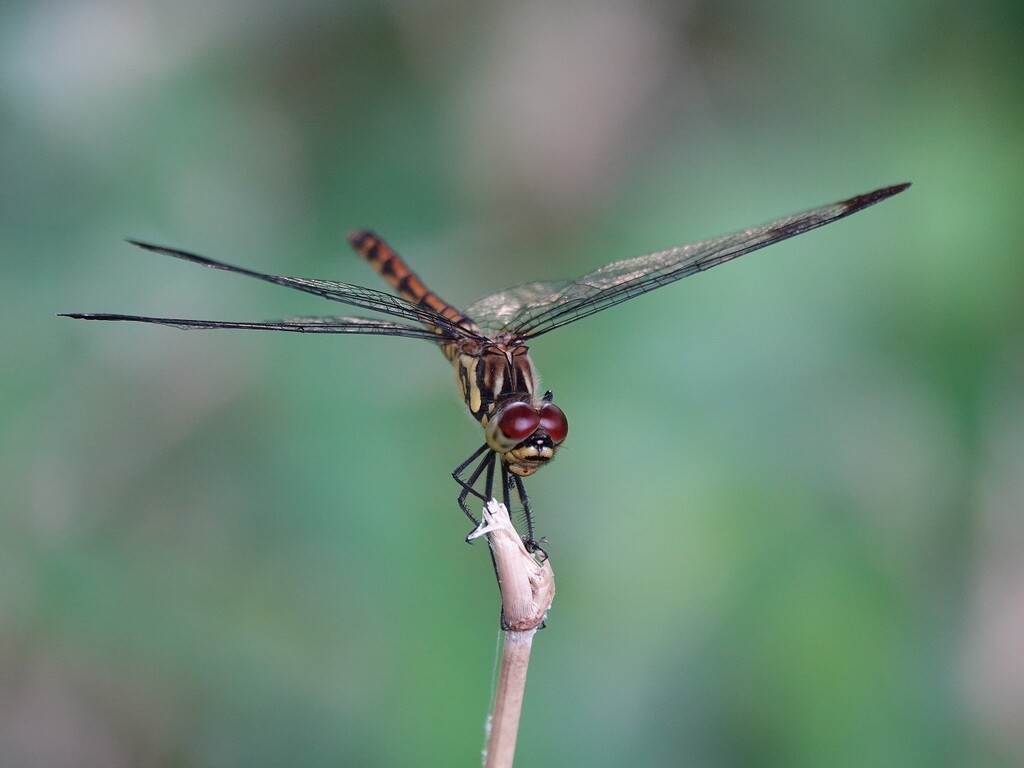お城のトンボ科の顔 お城と淀川の鳥撮り記