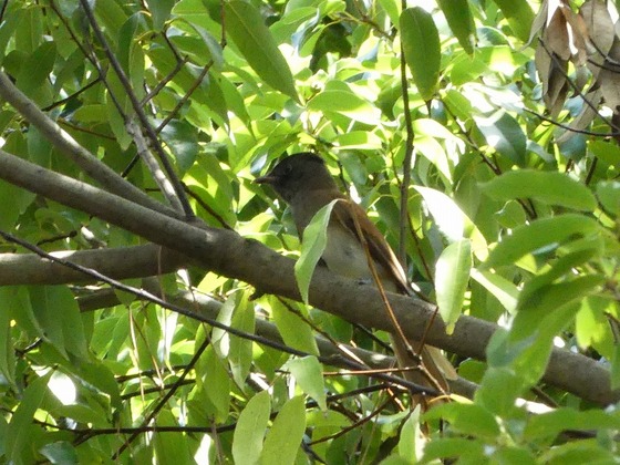 P1060154T