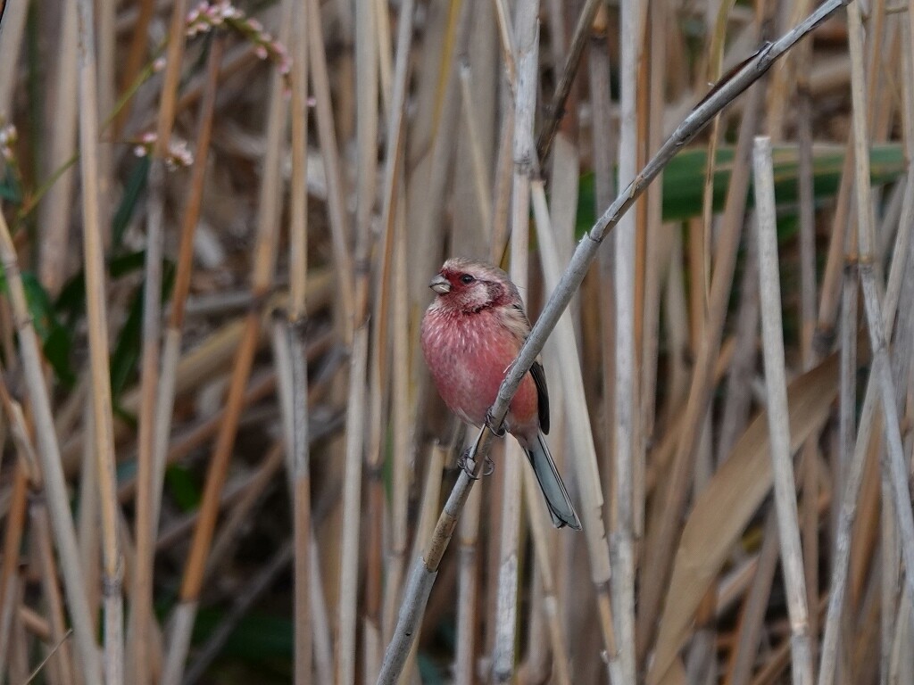 鳴き声 カワセミ